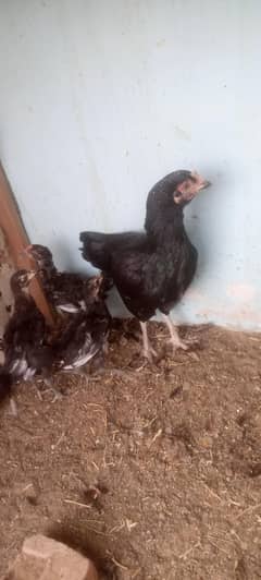 1 female chicken with 3 chicks