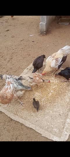 aseel breeder for sale 03135283850