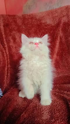 Persian triple coated fluffy and friendly kittens litter trained