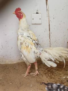 Pure Mian wali breed complete Family