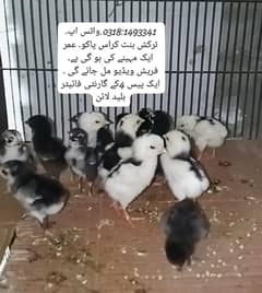 serious buyer contact me
