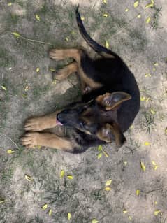 Huge SiZe GSD puppies Available