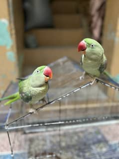 Alexander Raw Parrot