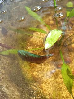1 male fancy Goldfish and 1 pair blue dwarf gourami