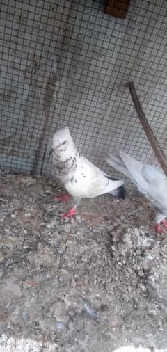 Breeder Pair With 2 chicks