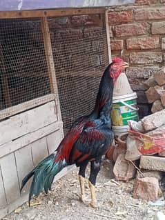 jageeri patha or miyawali patha for sale 03107831033 is number py rabt