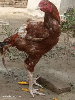 Aseel For sale