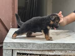 German shepherd puppies