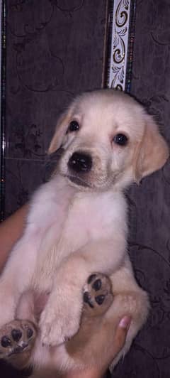 Labrador
