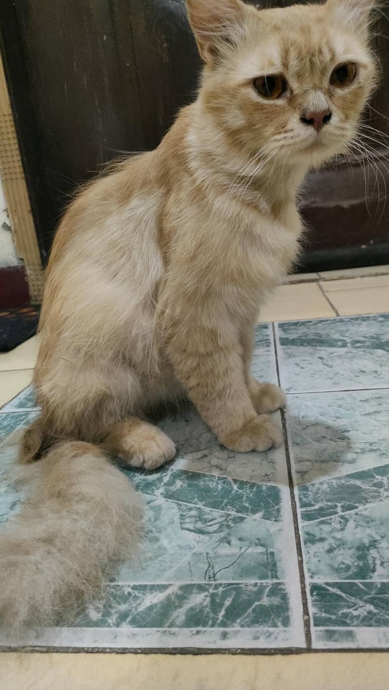 Beautiful color Persian Cat  inbox for details 0