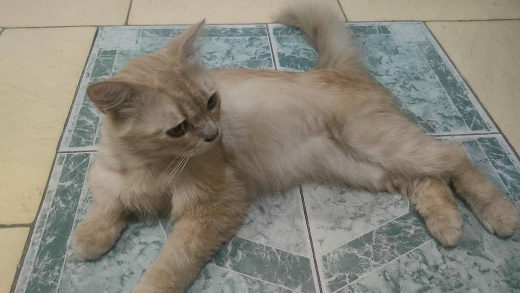 Beautiful color Persian Cat  inbox for details 1