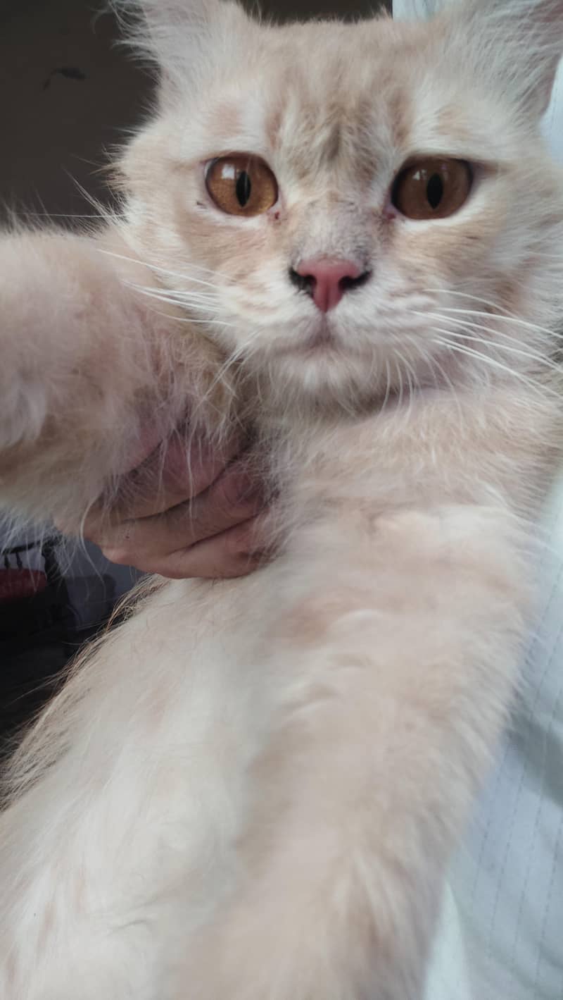 Beautiful color Persian Cat  inbox for details 3