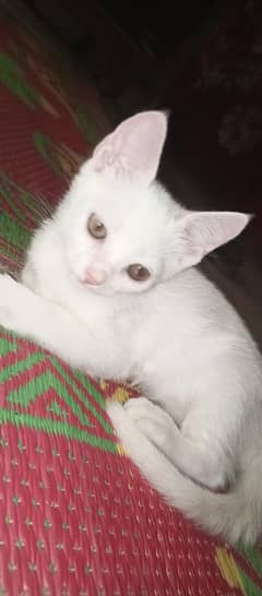female kitten.