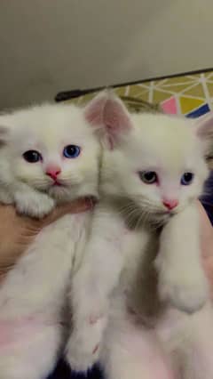 Odd eye kittens