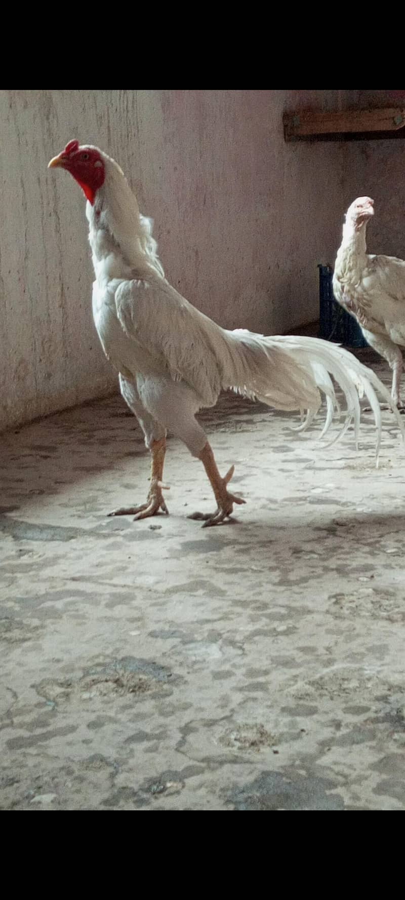 Lasani Heera Aseel eggs 03004833892 1