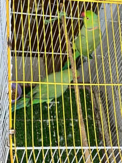birds