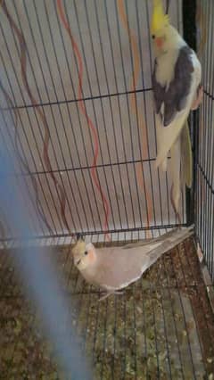 cocktail breeder pair