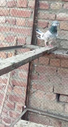 Chatwala