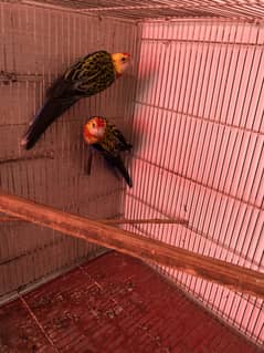 Rosella pair