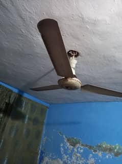 fan