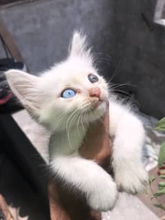 Pershion kitten