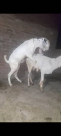 dasi