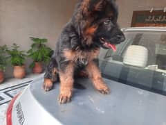 German shepherd puppy for sale