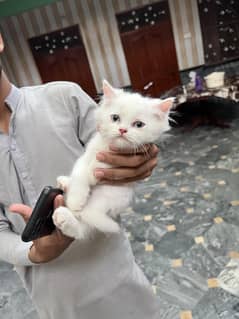 1.5 months female cat for sale