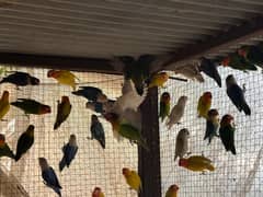 Love birds  100+pair.  03065578148