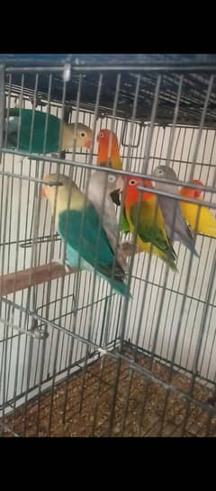Lovebirds Complete set up for sale