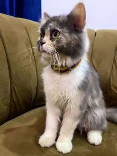 Persian cat for sale full long cord