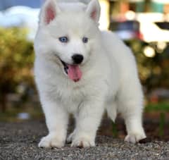 Siberian husky puppies 03198435459