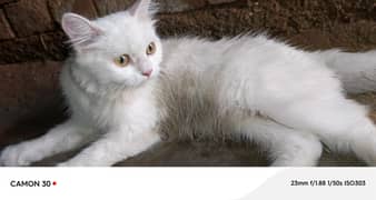 female cat for sale