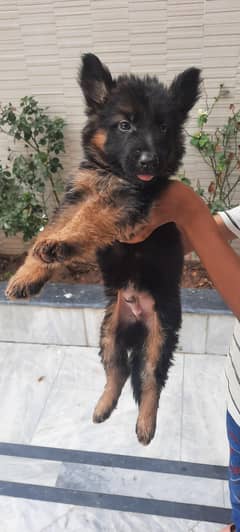 German shepherd puppy for sale