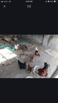 Dasi