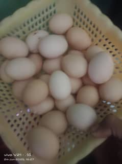 desi misri fartile eggs