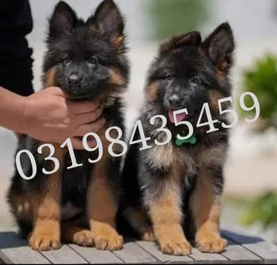 Miniature Alsatian For Sale Hyderabad Olx German Shepherd Puppy On