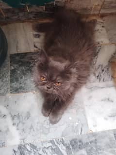 For Sale