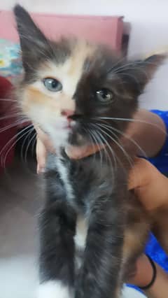 mainecoon