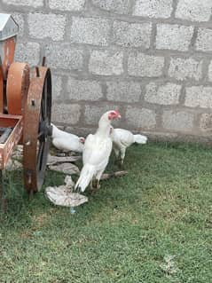 aseel white home breed
