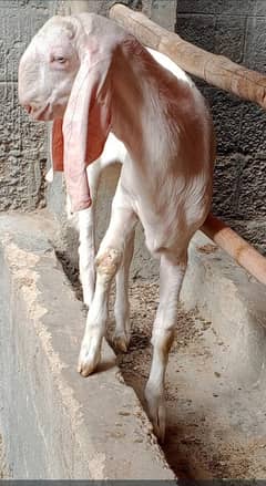 4 months old pure gulabi breed bakri available for sale