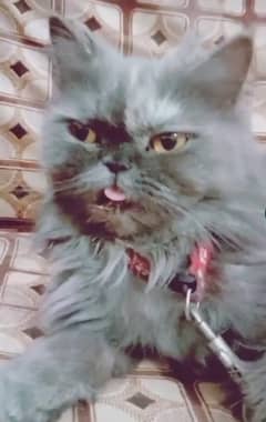 male female persion cat