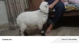 sheep