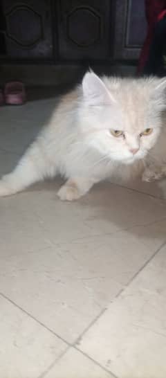 Female