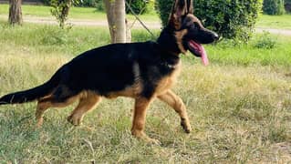 5 months old GSd Stock coat Male puppy