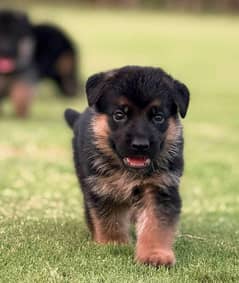 puppy for sale