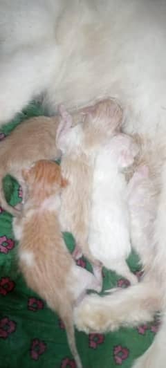 1day age