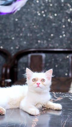 Female kitten - white cat - persian baby-cat baby for sale