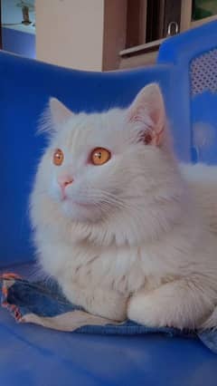 lost cat