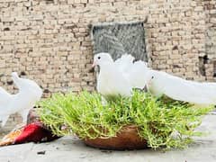 Lucka kabotar pigeons